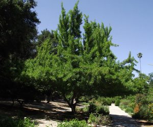 Ginkgo biloba fa