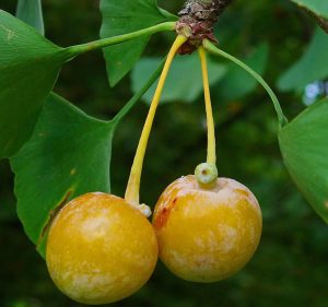 Ginko Biloba gyümölcs
