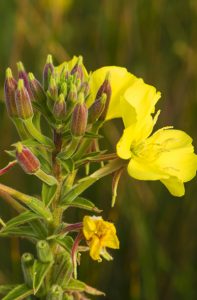 Parlagi ligetszépe (Oenothera biennis)