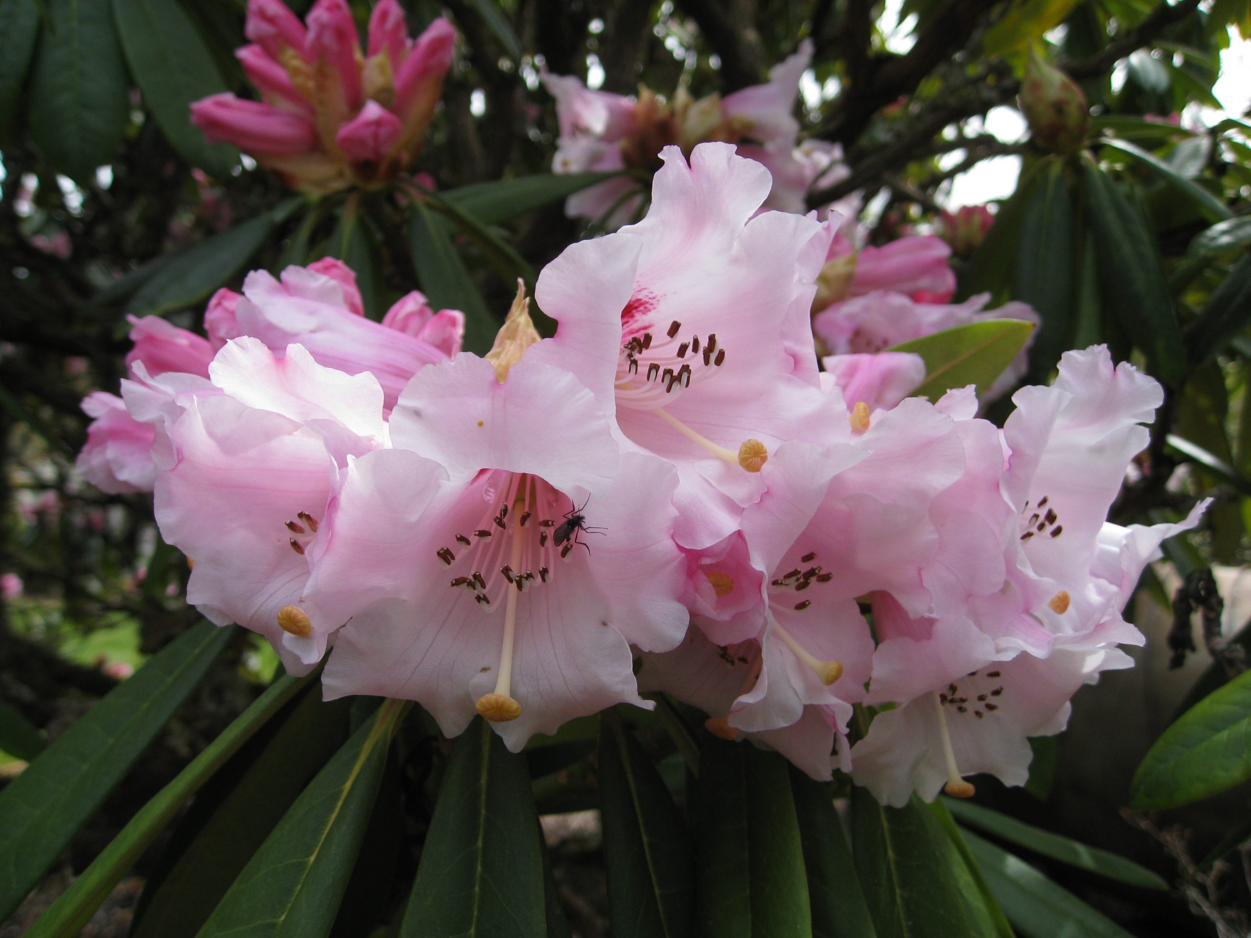 rhododendron calophytum